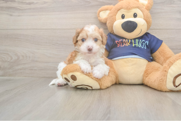 Popular Havapoo Poodle Mix Pup