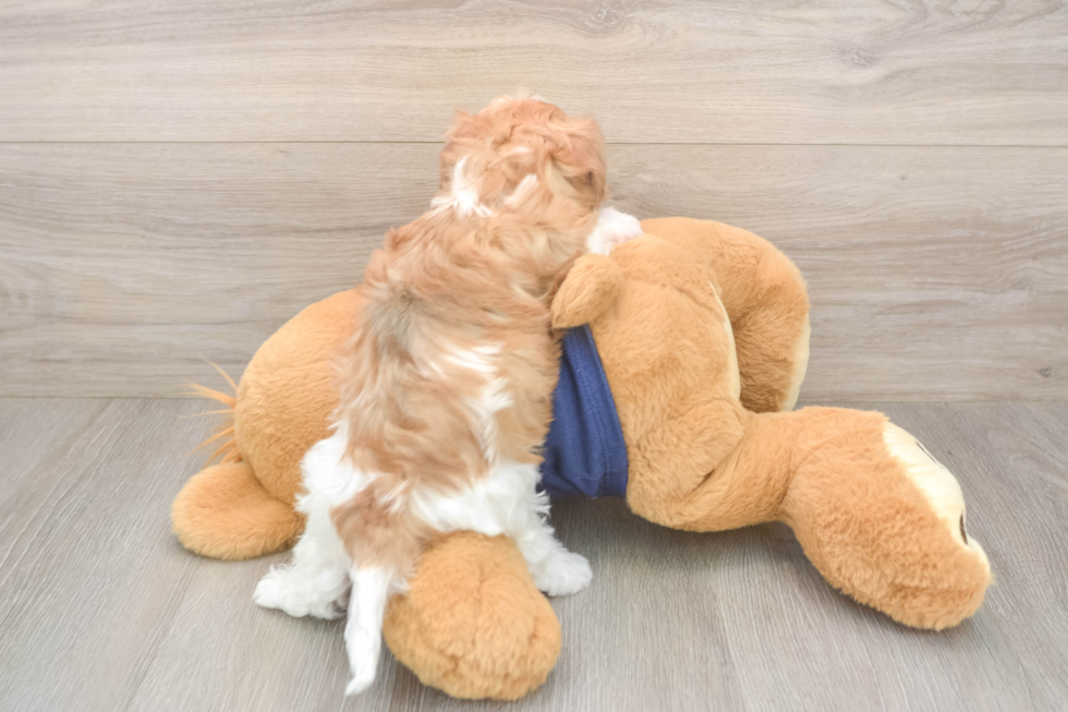 Havapoo Puppy for Adoption