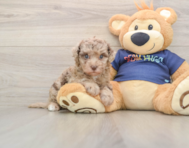 8 week old Havapoo Puppy For Sale - Premier Pups