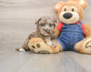 7 week old Havapoo Puppy For Sale - Premier Pups