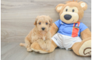 Havapoo Puppy for Adoption