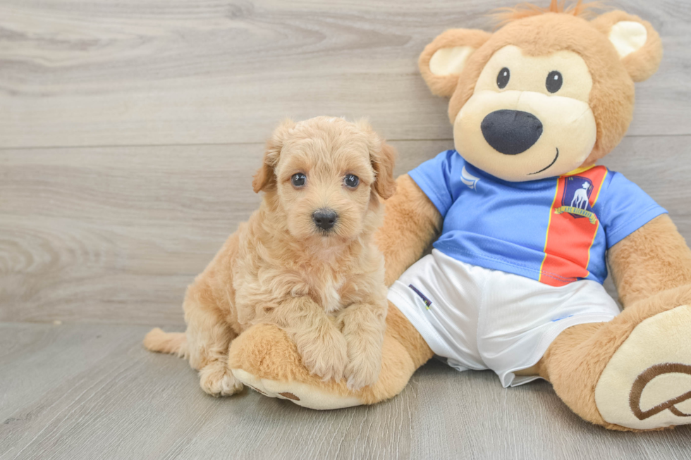 Havapoo Puppy for Adoption