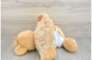 Popular Havapoo Poodle Mix Pup