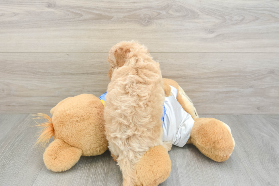 Popular Havapoo Poodle Mix Pup