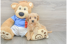 Hypoallergenic Havadoodle Poodle Mix Puppy