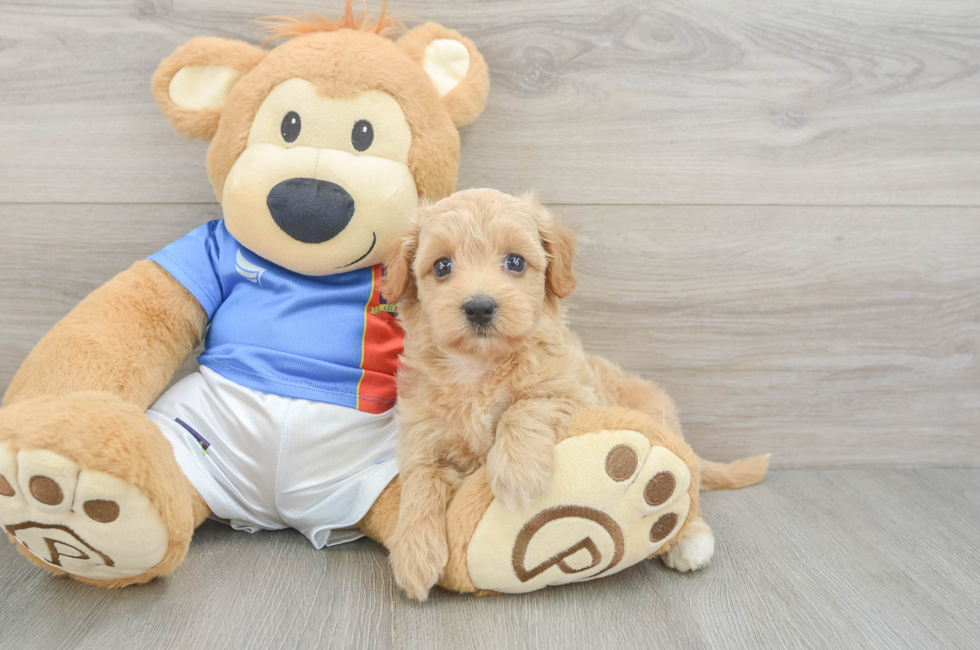 5 week old Havapoo Puppy For Sale - Premier Pups