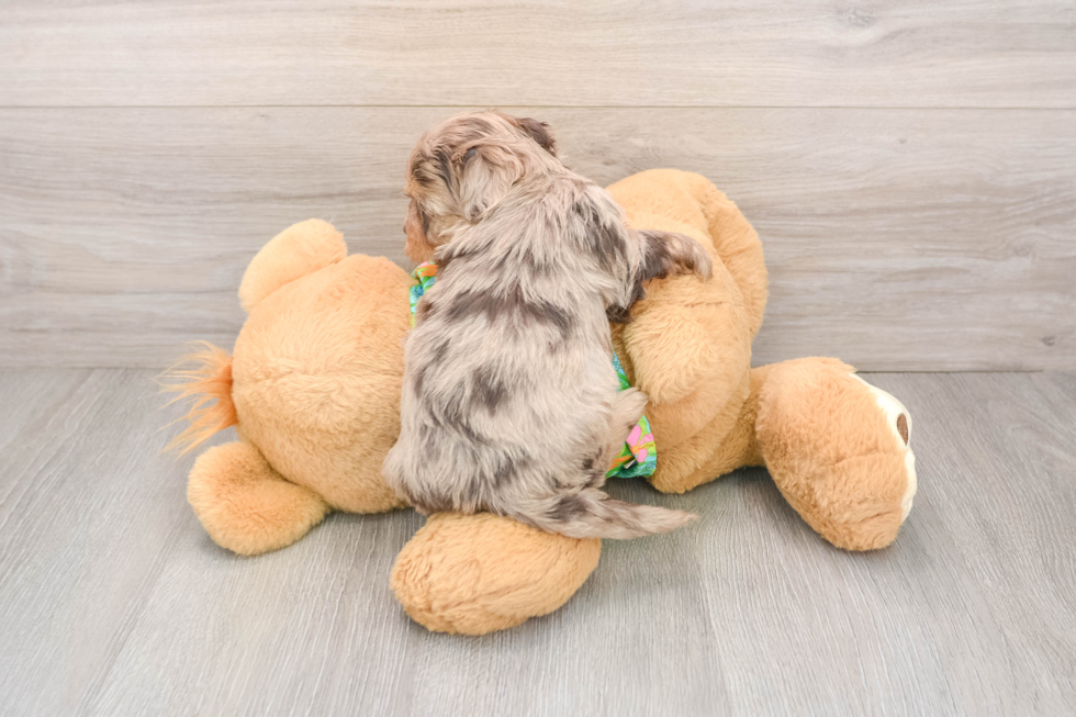 Smart Havapoo Poodle Mix Pup