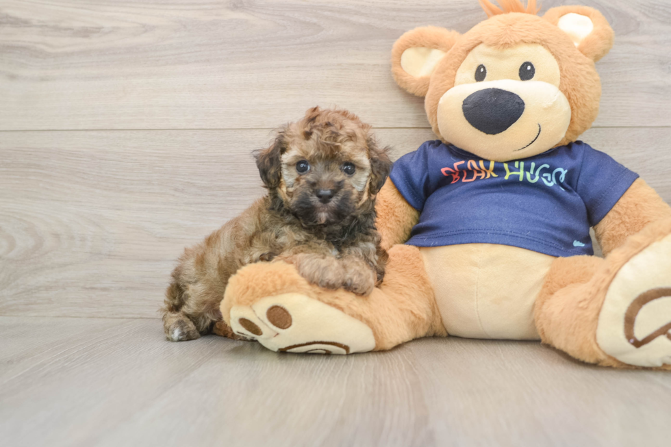Adorable Havadoodle Poodle Mix Puppy