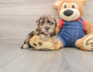 7 week old Havapoo Puppy For Sale - Premier Pups