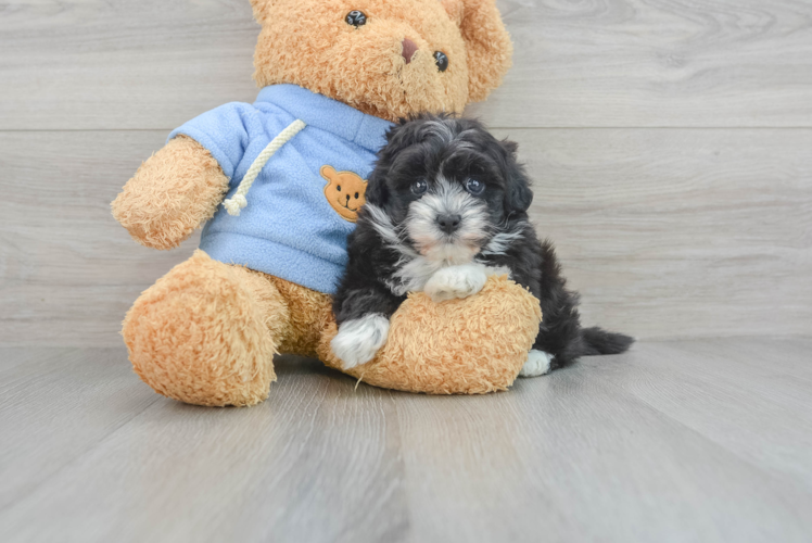 Little Havanese Poodle Mix Puppy