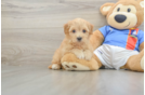 Havapoo Puppy for Adoption