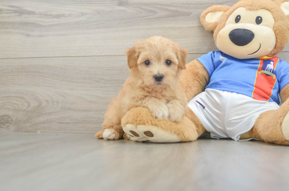 5 week old Havapoo Puppy For Sale - Premier Pups