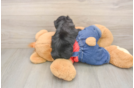 Energetic Havadoodle Poodle Mix Puppy