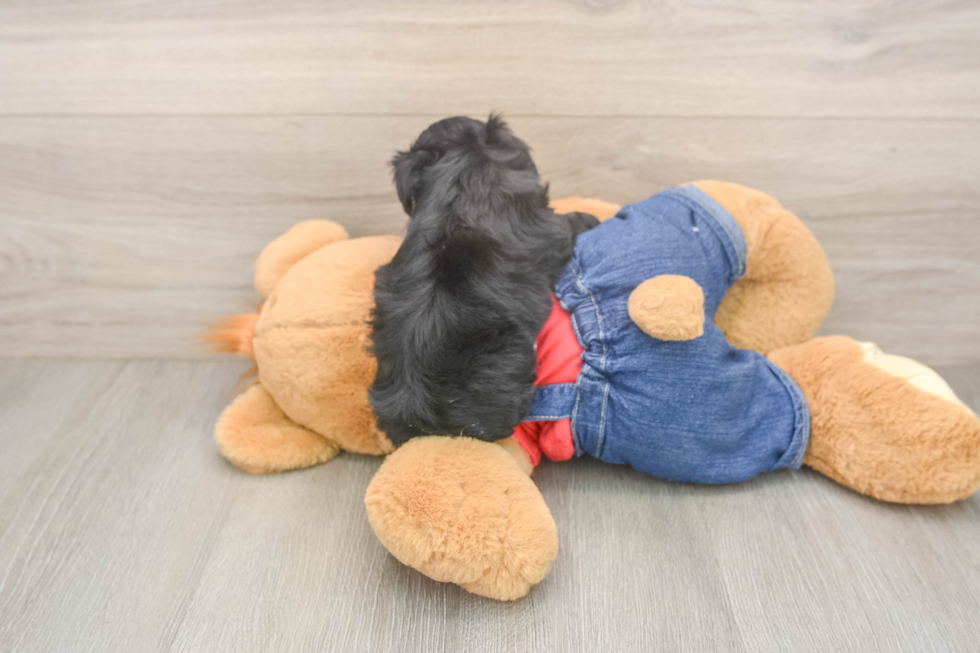 Energetic Havadoodle Poodle Mix Puppy