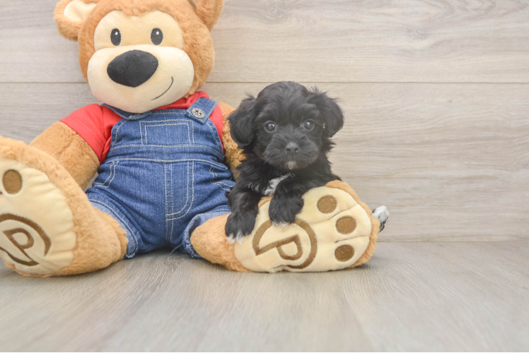 Havapoo Pup Being Cute