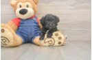 Havapoo Pup Being Cute