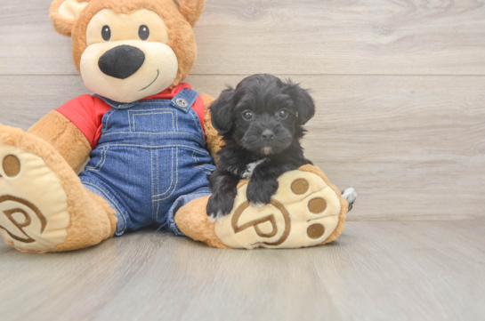 Havapoo Pup Being Cute