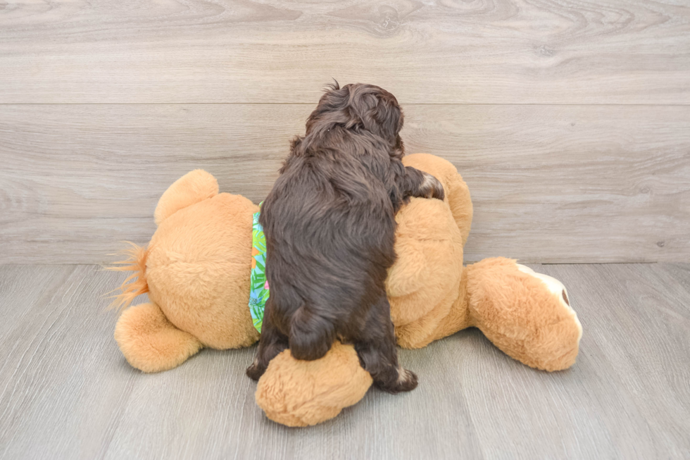 Hypoallergenic Havadoodle Poodle Mix Puppy