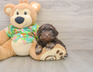 7 week old Havapoo Puppy For Sale - Premier Pups