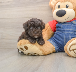 8 week old Havapoo Puppy For Sale - Premier Pups