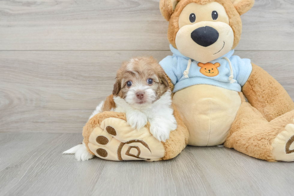 Fluffy Havapoo Poodle Mix Pup