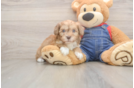 Cute Havapoo Baby