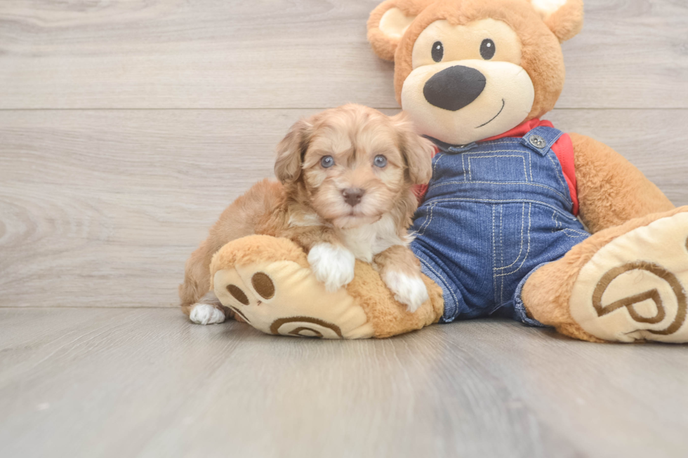 Cute Havapoo Baby