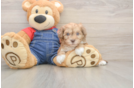 Havapoo Puppy for Adoption