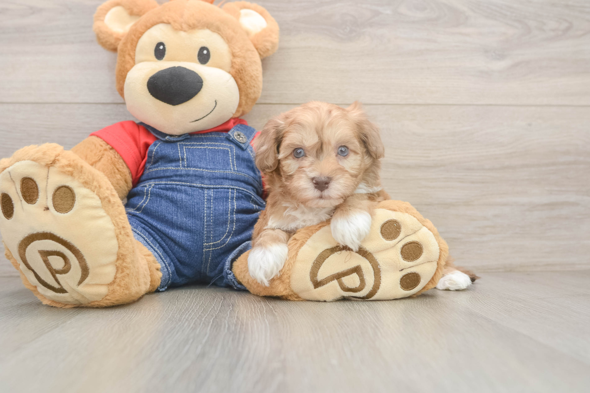 Petite Havapoo Kilo: 3lb 13oz Doodle Puppy