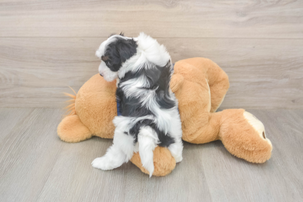 Little Havadoodle Poodle Mix Puppy