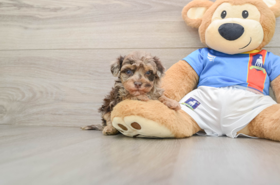 Popular Havapoo Poodle Mix Pup