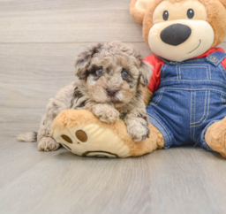 8 week old Havapoo Puppy For Sale - Premier Pups