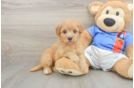 Havapoo Puppy for Adoption