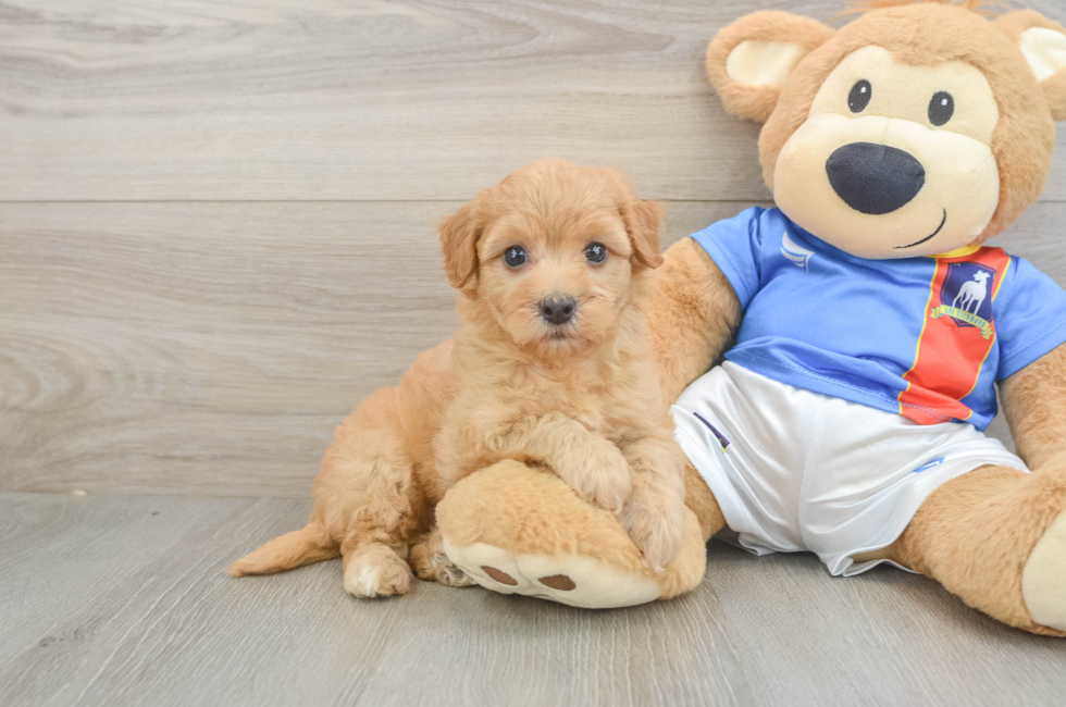 5 week old Havapoo Puppy For Sale - Premier Pups