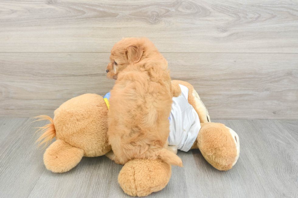 Havapoo Pup Being Cute