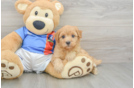 Havapoo Pup Being Cute