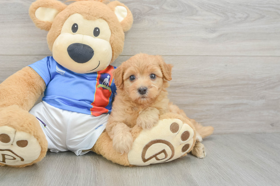 Havapoo Pup Being Cute
