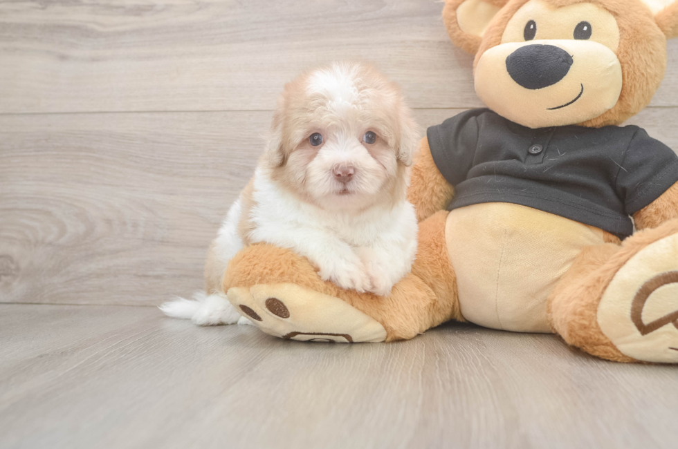 6 week old Havapoo Puppy For Sale - Premier Pups
