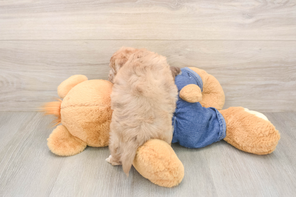 Small Havapoo Baby