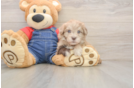 Havapoo Pup Being Cute