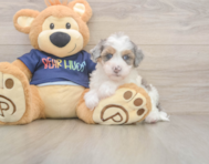 7 week old Havapoo Puppy For Sale - Premier Pups