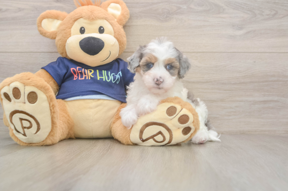 5 week old Havapoo Puppy For Sale - Premier Pups