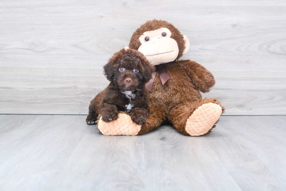 Little Havanese Poodle Mix Puppy