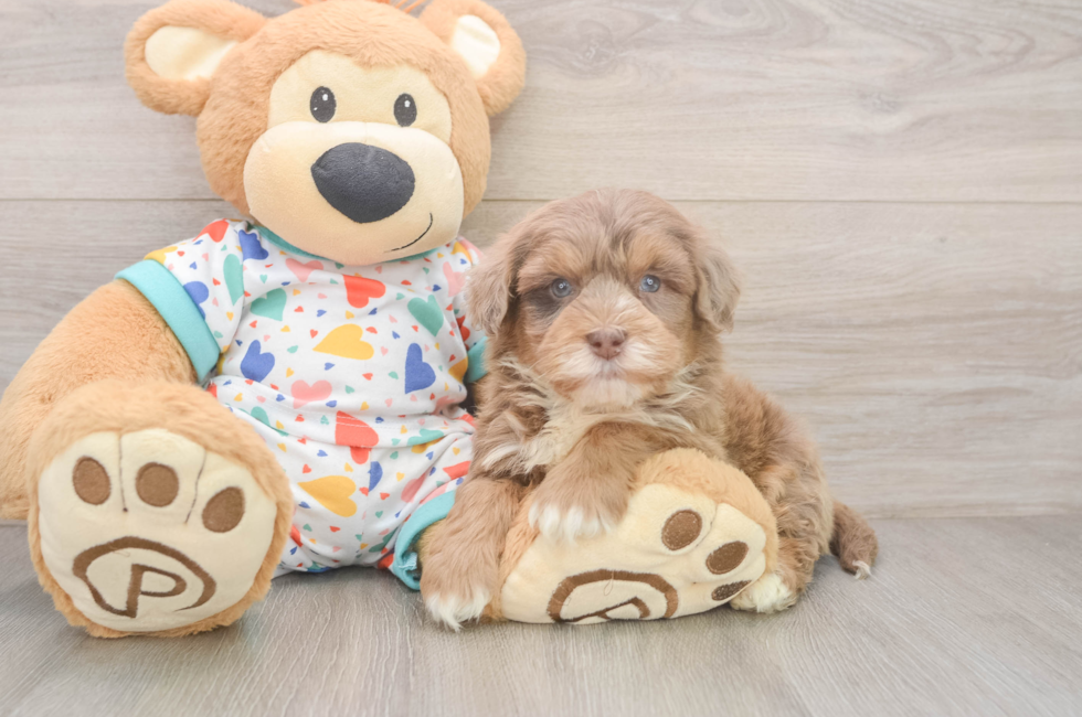 5 week old Havapoo Puppy For Sale - Premier Pups