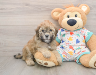 8 week old Havapoo Puppy For Sale - Premier Pups