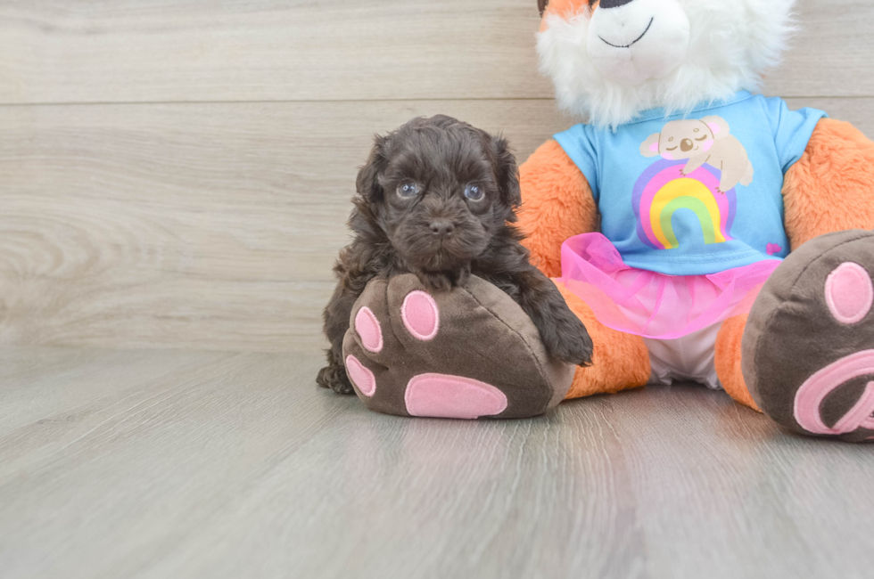 5 week old Havapoo Puppy For Sale - Premier Pups