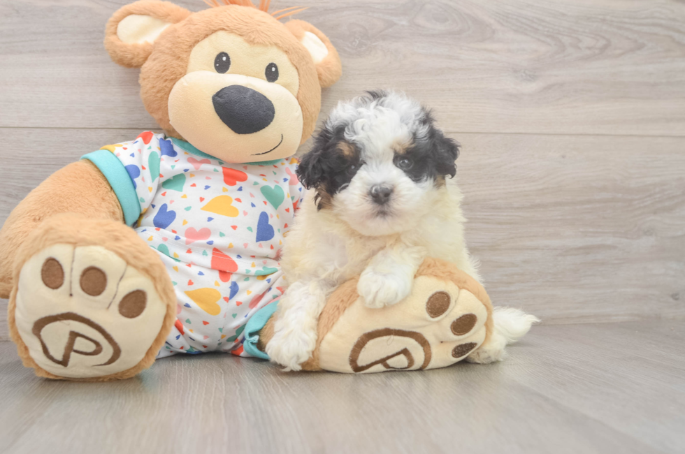 5 week old Havapoo Puppy For Sale - Premier Pups