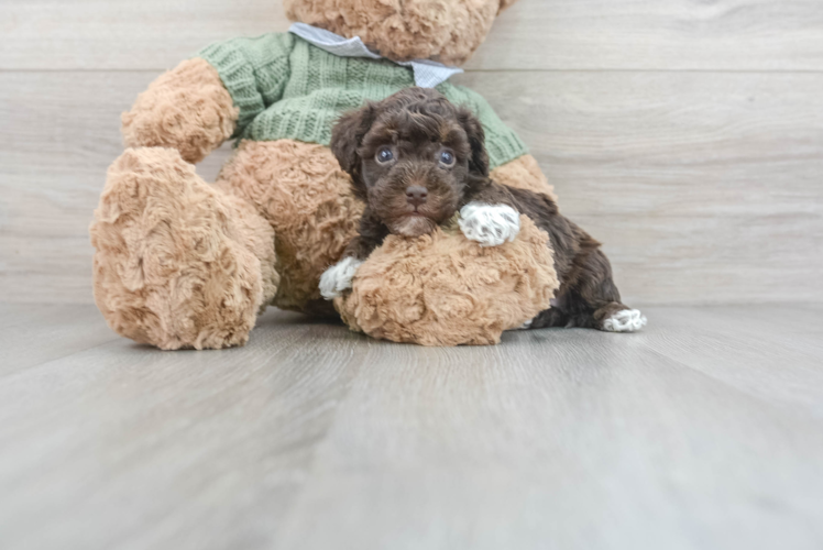 Adorable Havadoodle Poodle Mix Puppy