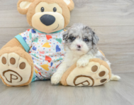 7 week old Havapoo Puppy For Sale - Premier Pups