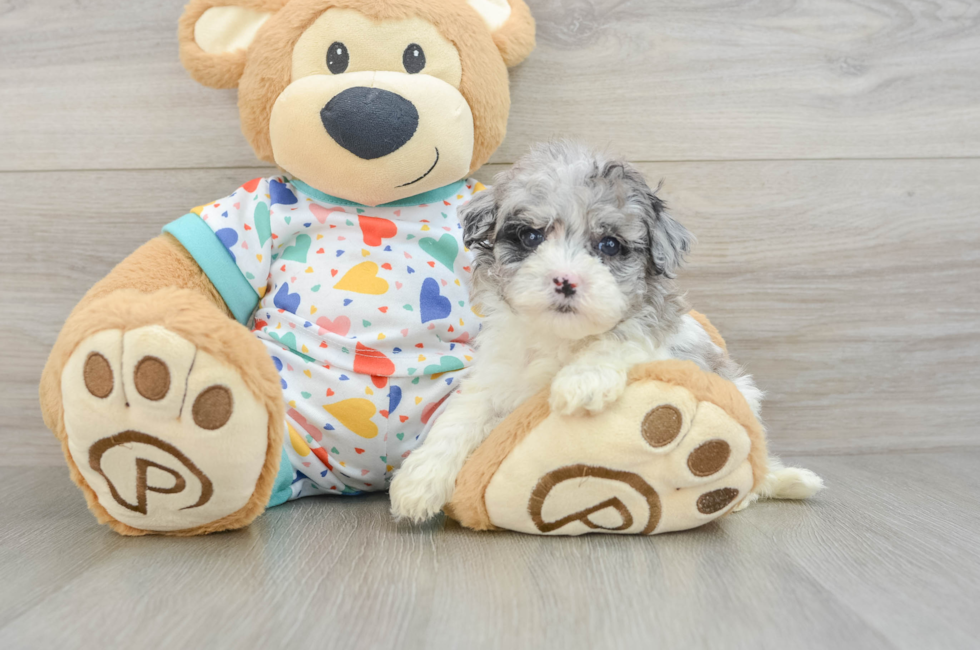 5 week old Havapoo Puppy For Sale - Premier Pups